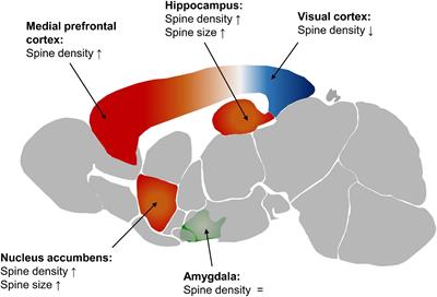 The Sexual Dimorphic Synapse: From Spine Density to Molecular Composition